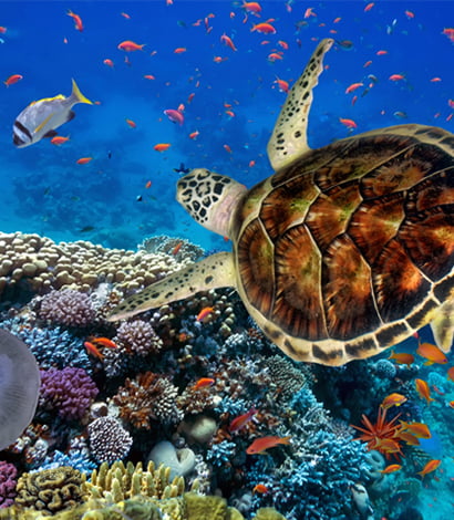 Marsa Alam 7 Days 6 Nights Unlimited Dives Package