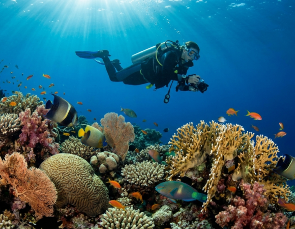 How Much Does a Red Sea Diving Trip Cost? (2026 Price Guide)