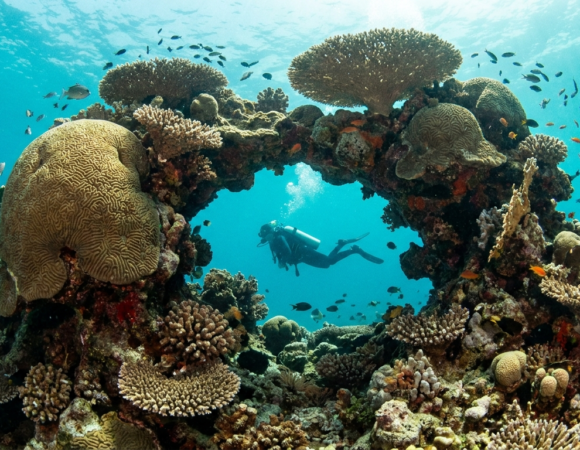 Diving Wadi Lahami & Fury Shoals: The Ultimate Deep South Guide