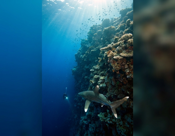 Diving Elphinstone Reef: Sharks, Walls & How to Dive It