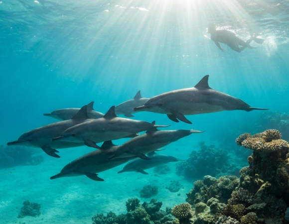 Swimming with Dolphins at Shaab Samadai (Dolphin House): Trips & Tips