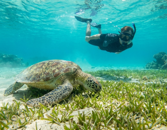 Abu Dabbab: Diving & Snorkeling with Turtles and Dugongs