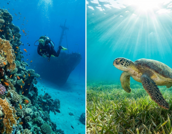 Marsa Alam vs Sharm El Sheikh: Which Red Sea Diving Destination Is Right for You?