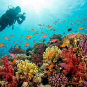 Diving Hurghada Giftun Island reef