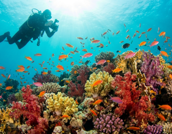 Diving Hurghada: The Complete Guide to Reefs, Wrecks & Islands