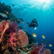 Marsa Alam vs Hurghada reef wall