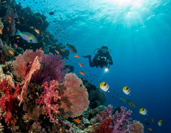 The Ultimate Guide to Marsa Alam vs Hurghada Diving