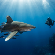 Immersioni con squali pinna bianca oceanici nel Mar Rosso